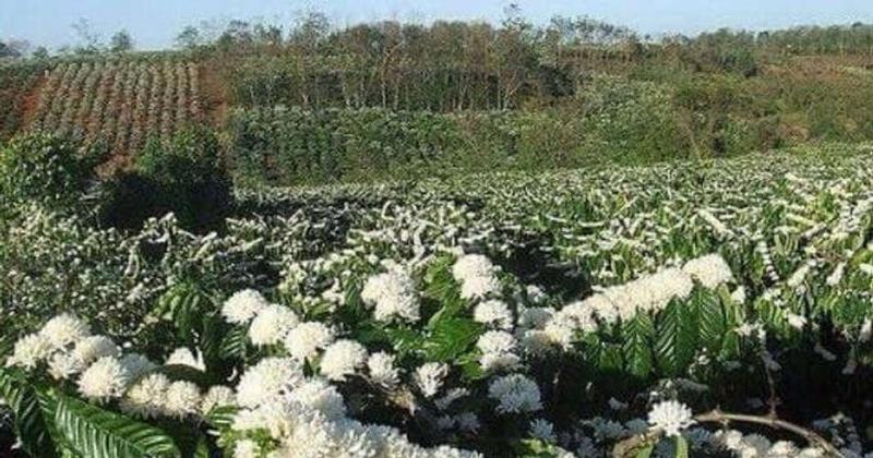 Các sản phẩm đặc sản Đắk Lắk như cà phê, tiêu, mật ong làm quà